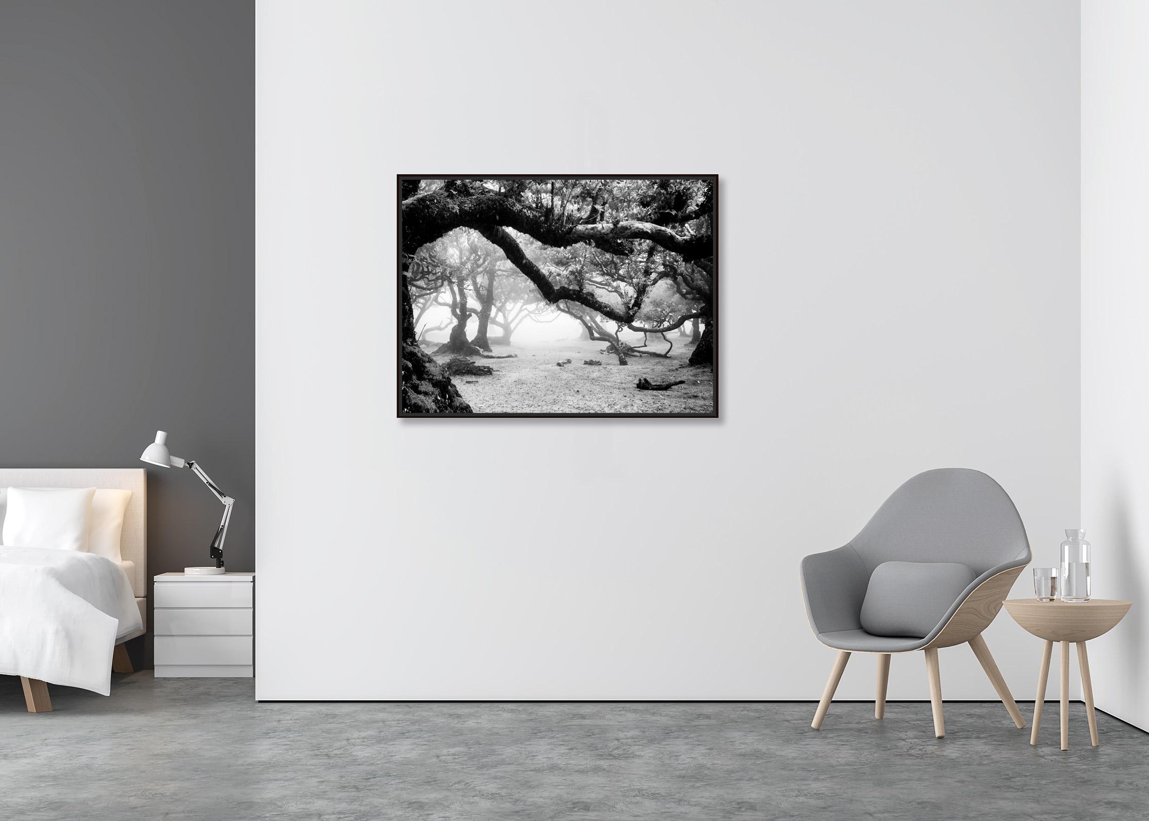 Ancient Laurisilva Forest, misty, magical trees, Madeira, B&W landscape print - Contemporary Photograph by Gerald Berghammer