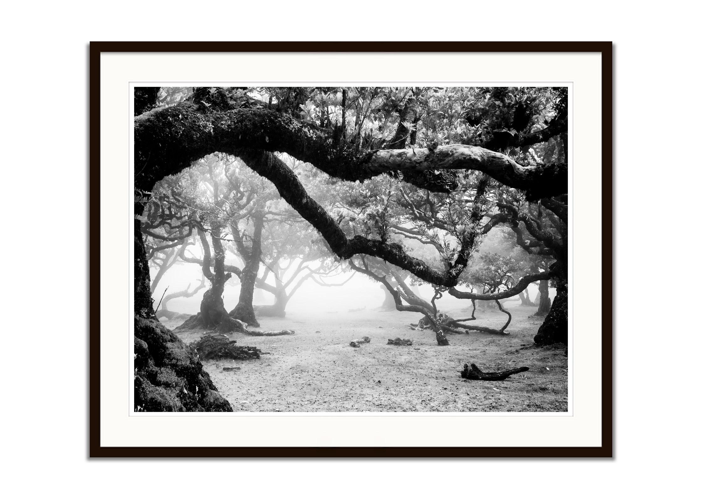 Ancient Laurisilva Forest, misty, magical trees, Madeira, B&W landscape print - Black Black and White Photograph by Gerald Berghammer