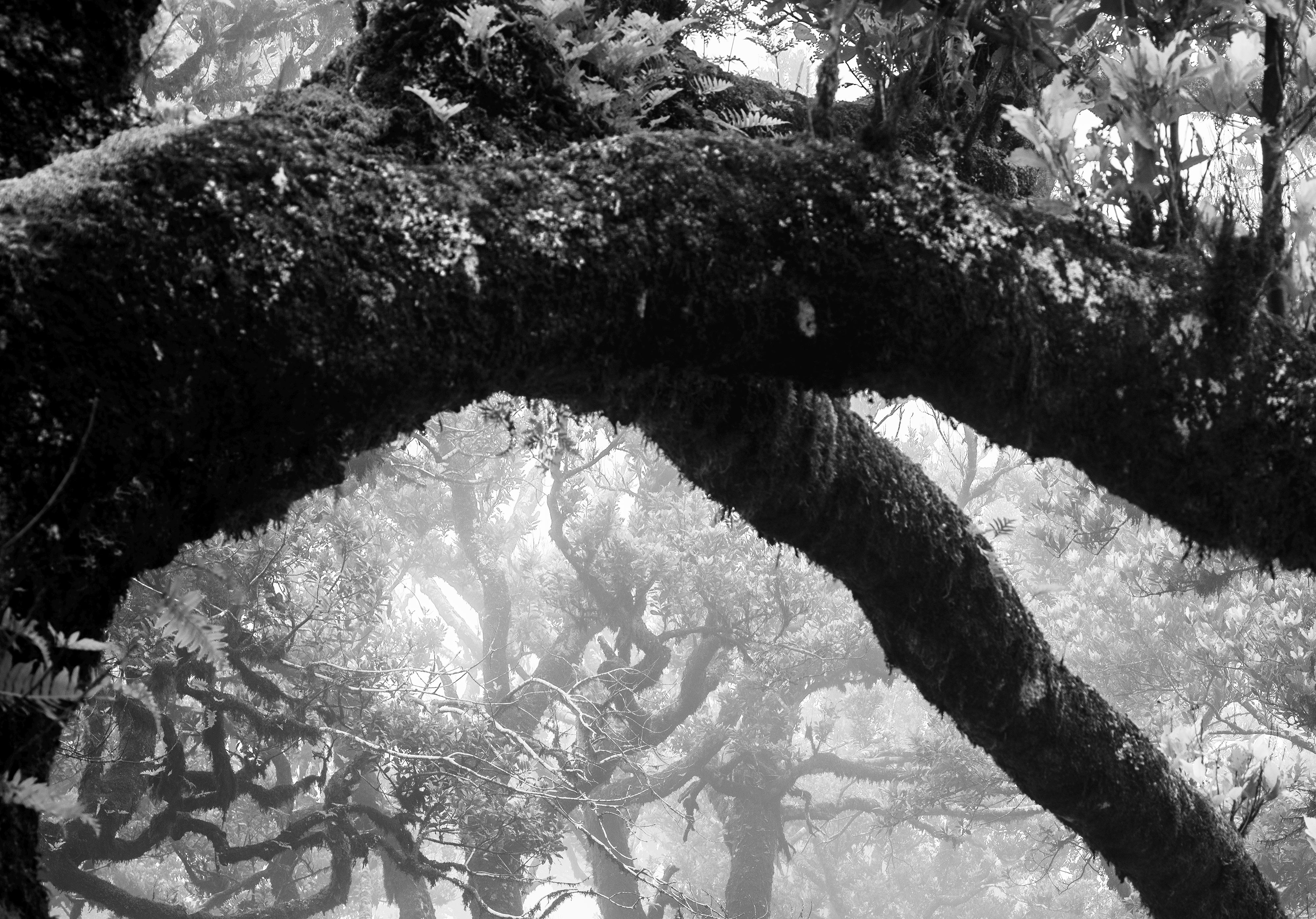 Ancient Laurisilva Forest, misty, magical trees, Madeira, B&W landscape print For Sale 3
