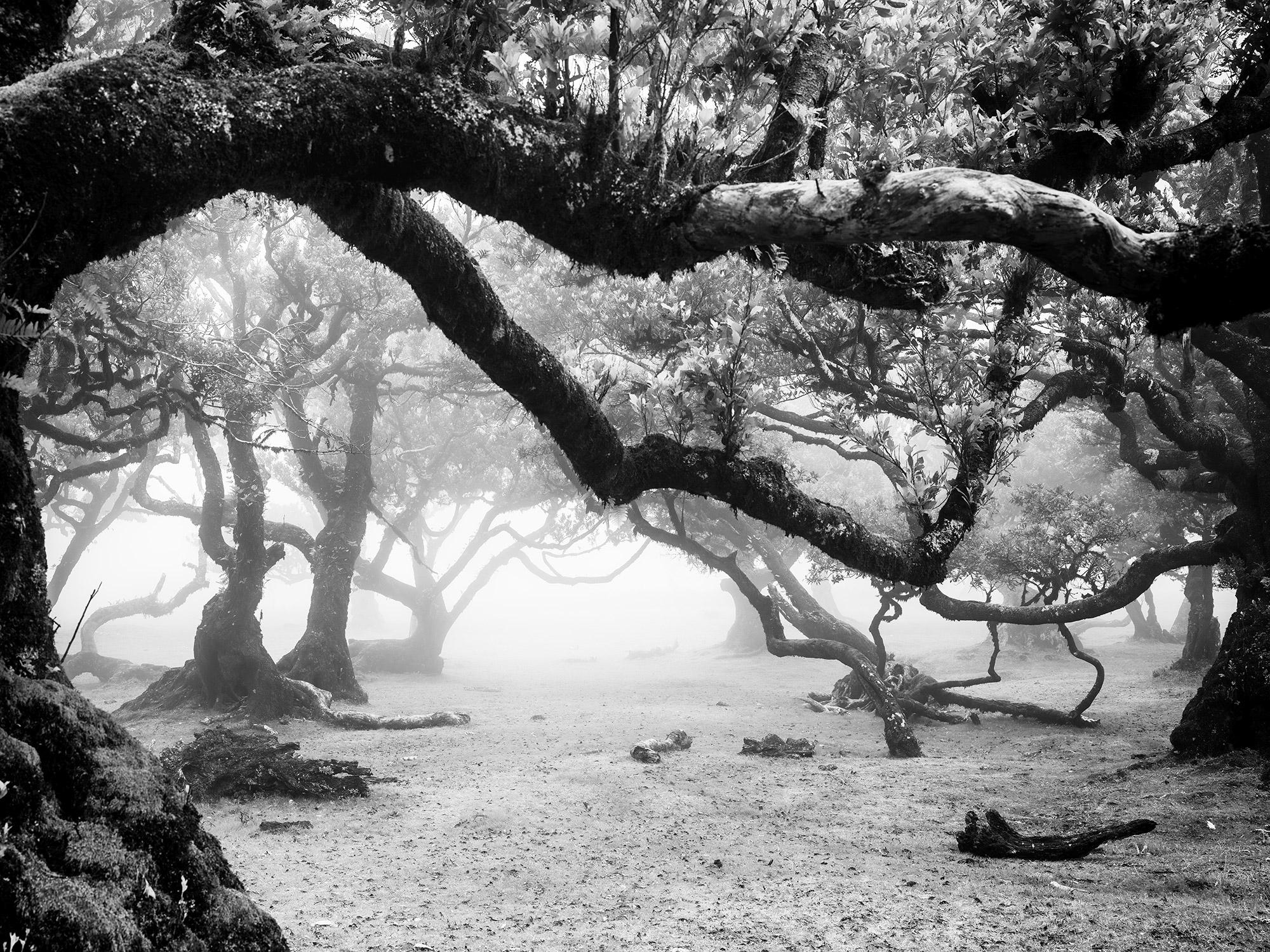 Gerald Berghammer Black and White Photograph - Ancient Laurisilva Forest, misty, magical trees, Madeira, B&W landscape print