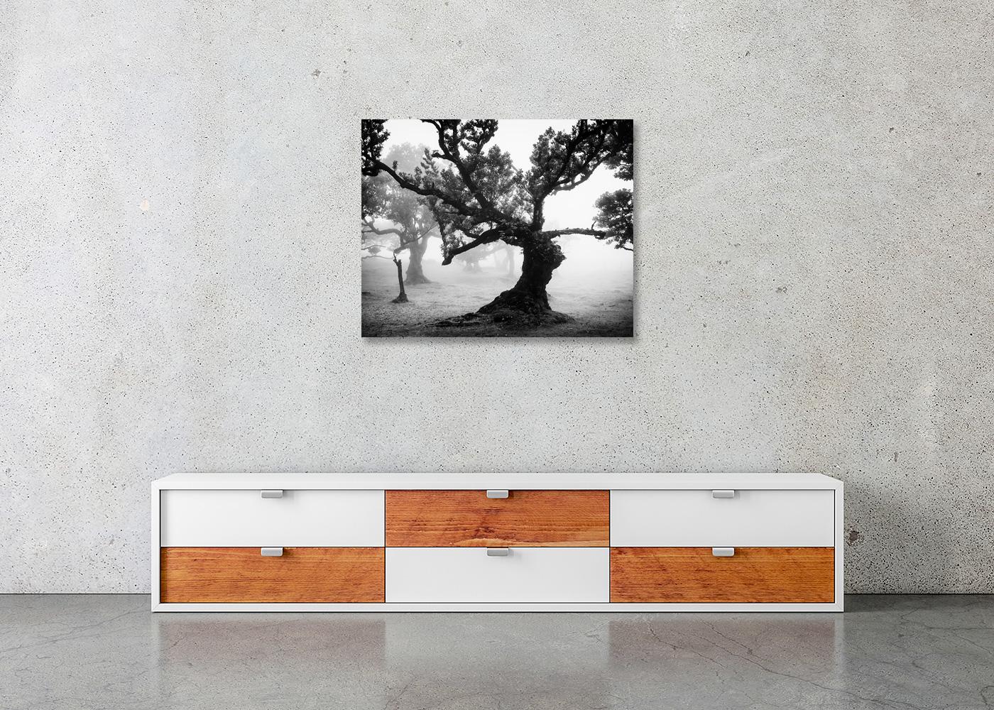 Bosque antiguo de Laurisilva, místico, brumoso, foto en blanco y negro, paisaje en venta 5