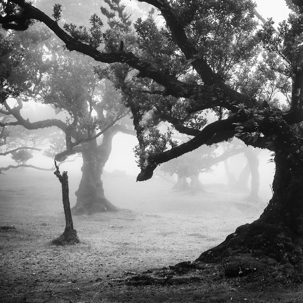 Bosque antiguo de Laurisilva, místico, brumoso, foto en blanco y negro, paisaje en venta 6