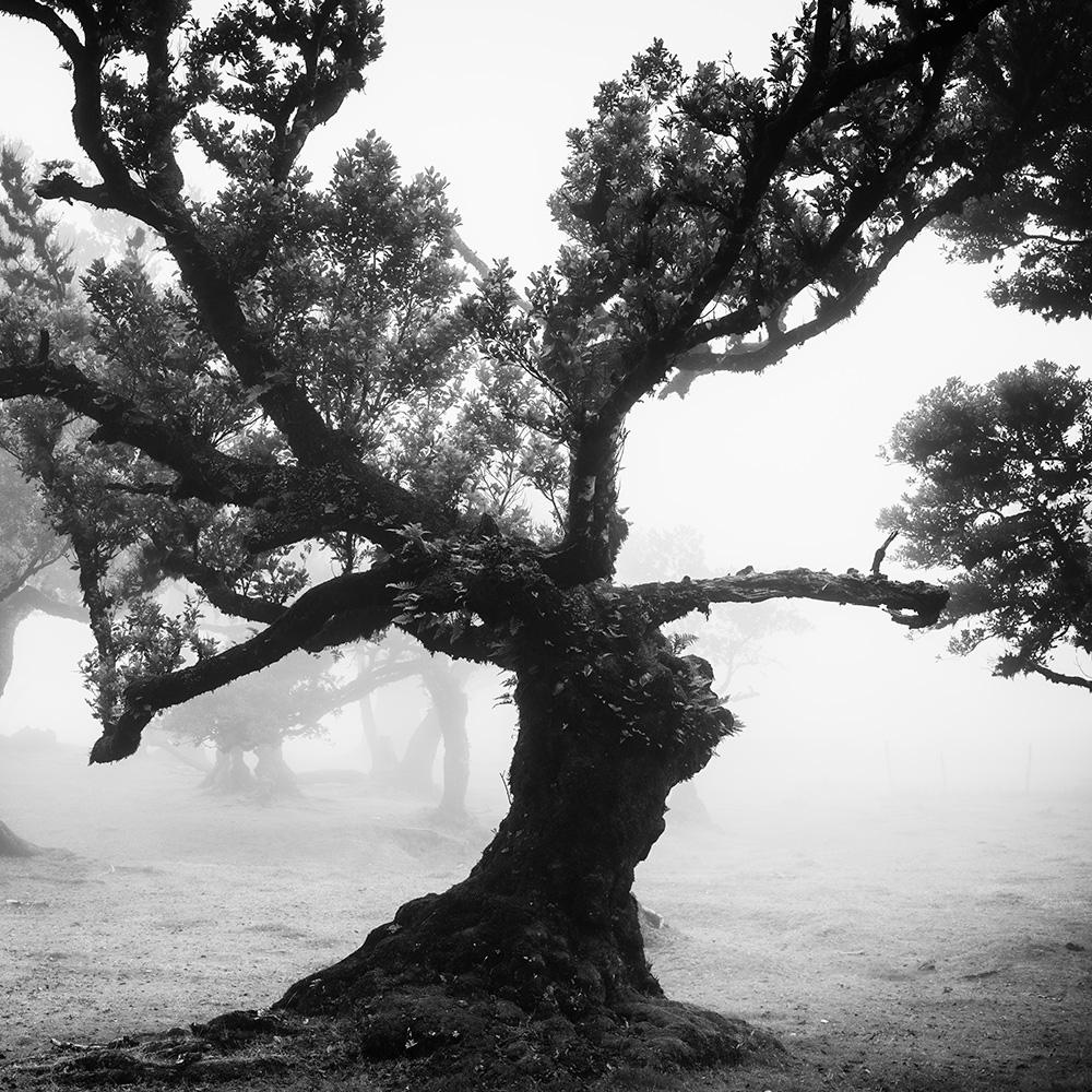 Bosque antiguo de Laurisilva, místico, brumoso, foto en blanco y negro, paisaje en venta 7