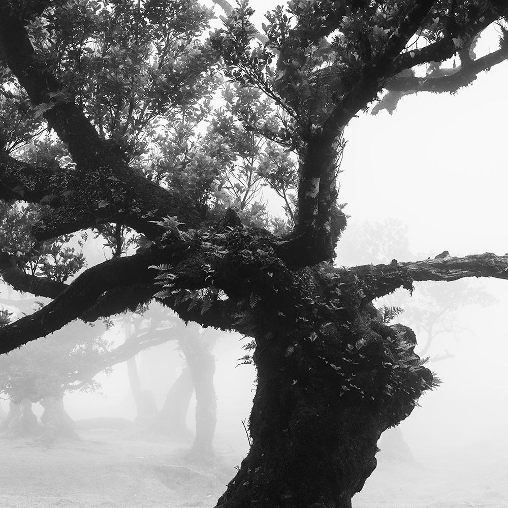 Bosque antiguo de Laurisilva, místico, brumoso, foto en blanco y negro, paisaje en venta 8