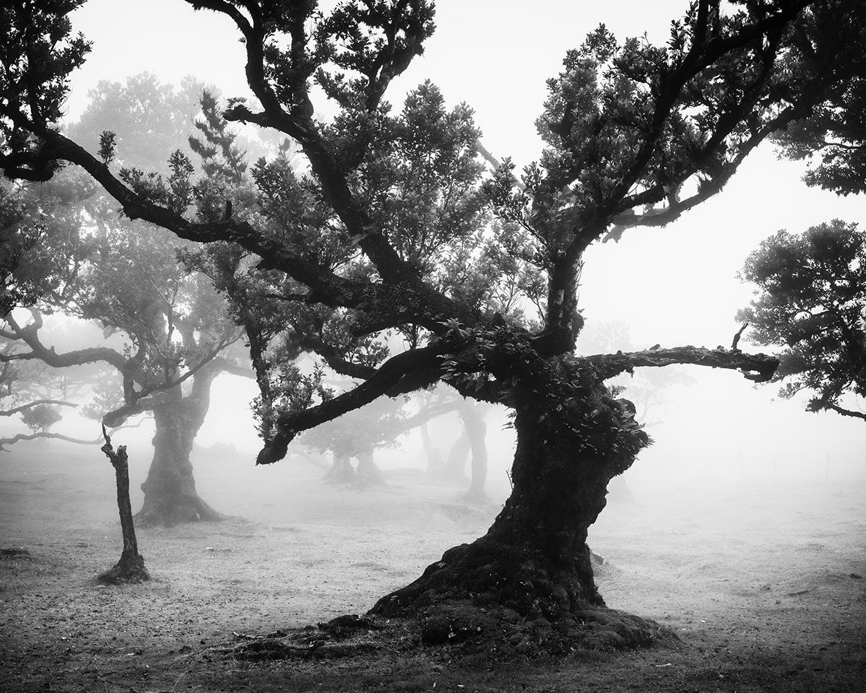 Bosque antiguo de Laurisilva, místico, brumoso, foto en blanco y negro, paisaje - Photograph de Gerald Berghammer