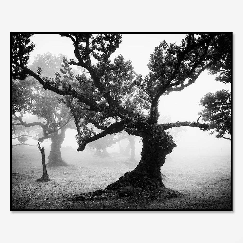 Bosque antiguo de Laurisilva, místico, brumoso, foto en blanco y negro, paisaje - Photograph Contemporáneo de Gerald Berghammer