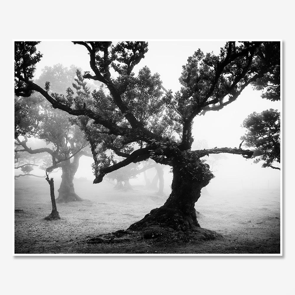 Bosque antiguo de Laurisilva, místico, brumoso, foto en blanco y negro, paisaje - Black and White Photograph Negro de Gerald Berghammer