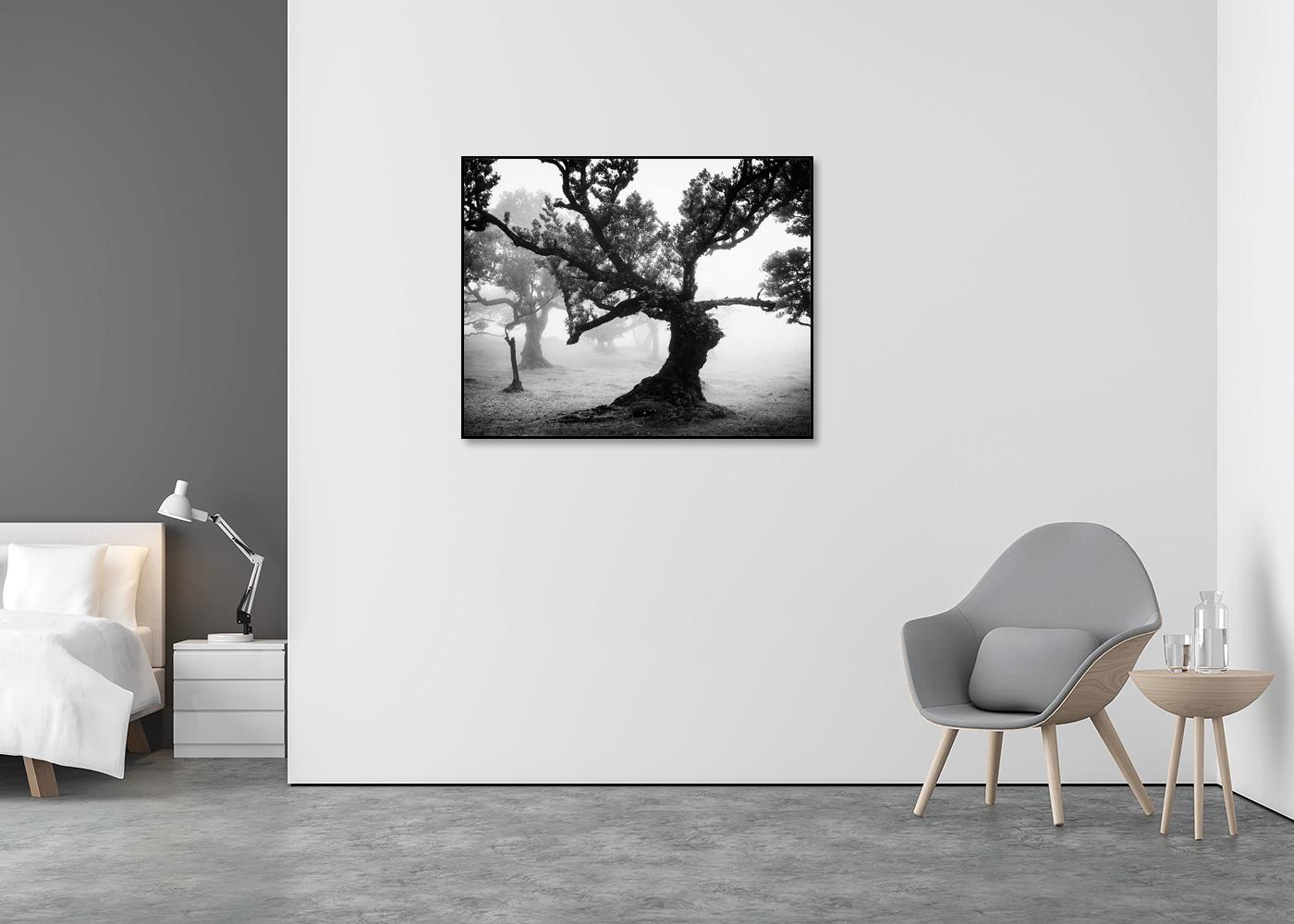 Fotografía artística de paisajes en blanco y negro. Bosque místico con árboles curvados, Fanal, Madeira, Portugal. Impresión con tinta de pigmento de archivo en una edición limitada de 7 ejemplares. Todas las impresiones de Gerald Berghammer se