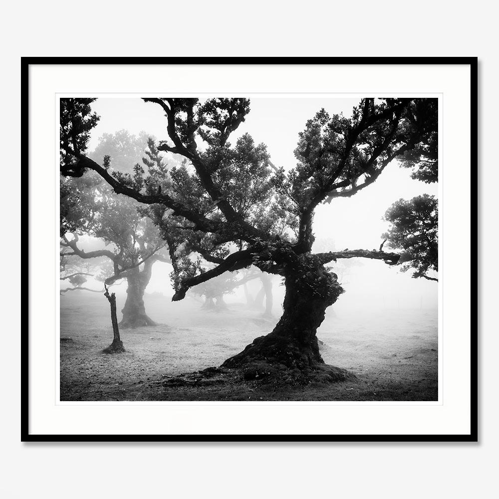 Bosque antiguo de Laurisilva, místico, brumoso, foto en blanco y negro, paisaje en venta 1