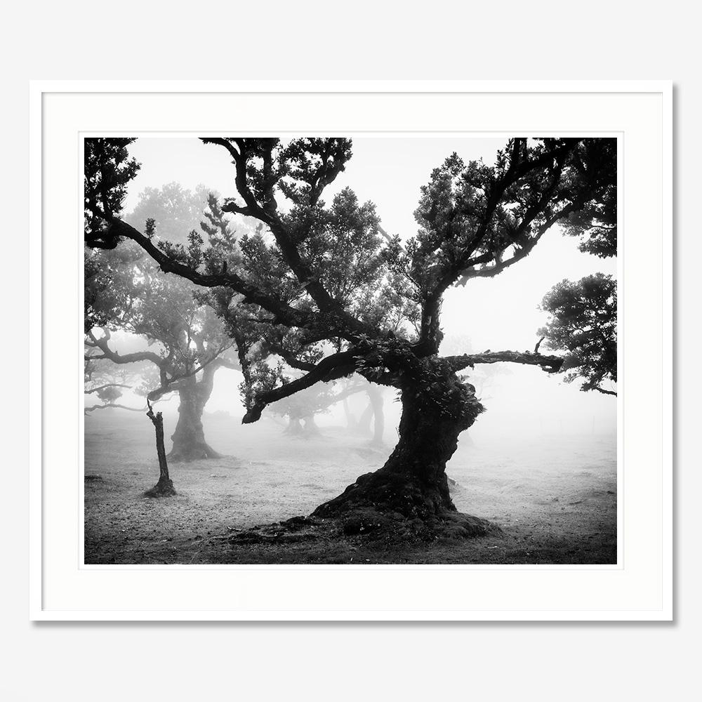 Bosque antiguo de Laurisilva, místico, brumoso, foto en blanco y negro, paisaje en venta 2