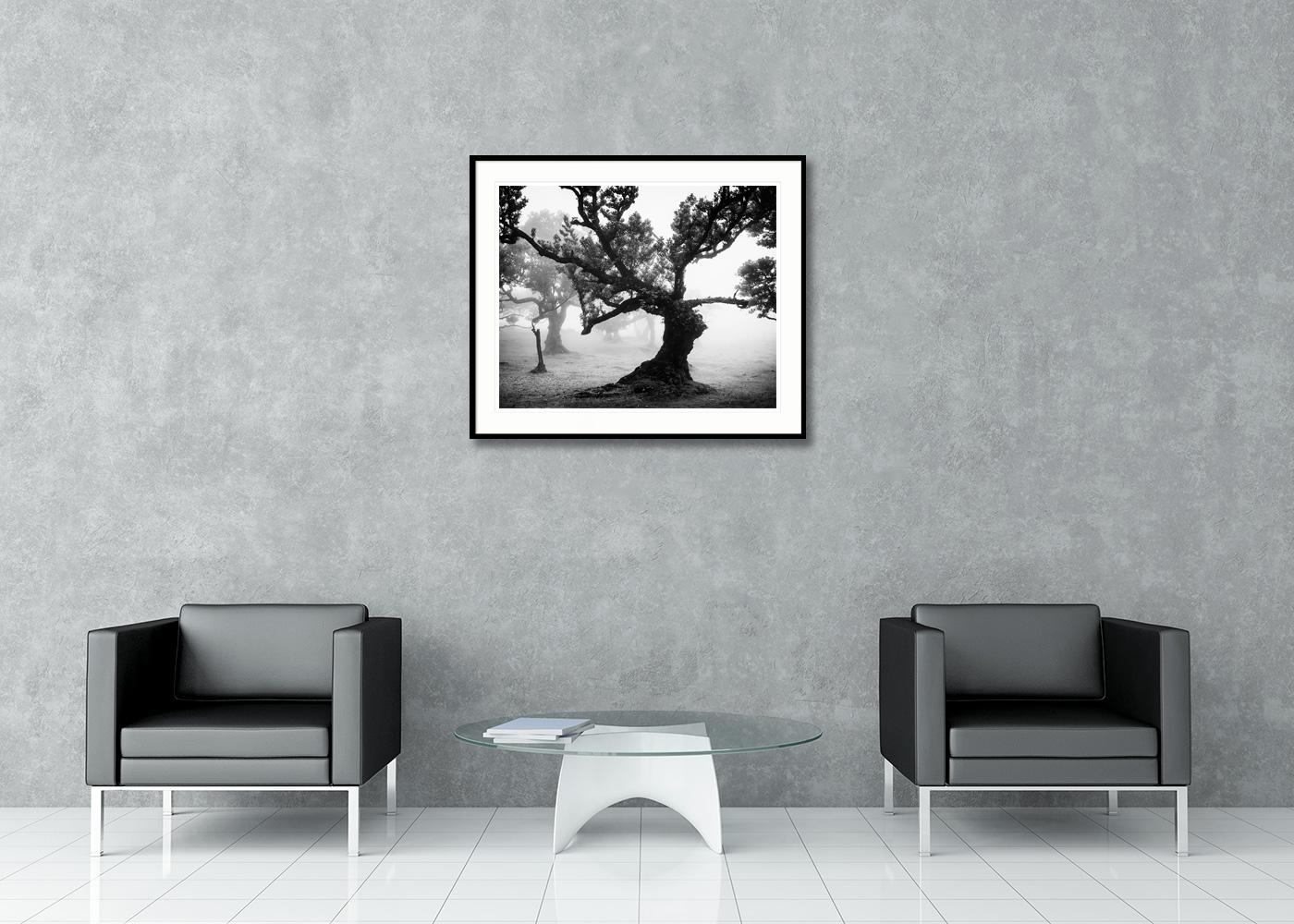 Bosque antiguo de Laurisilva, místico, brumoso, foto en blanco y negro, paisaje en venta 3