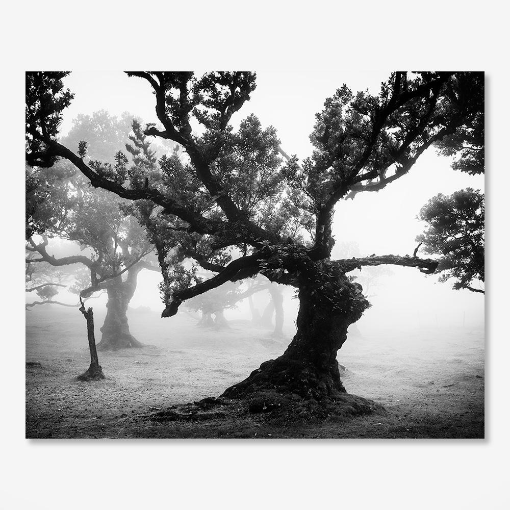 Bosque antiguo de Laurisilva, místico, brumoso, foto en blanco y negro, paisaje en venta 4