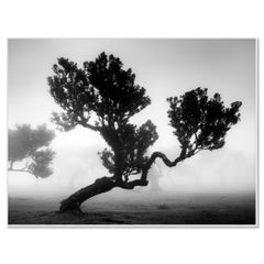 Ancient Laurisilva Forest, Madeira, Limited Edition Black-and-White Photograph