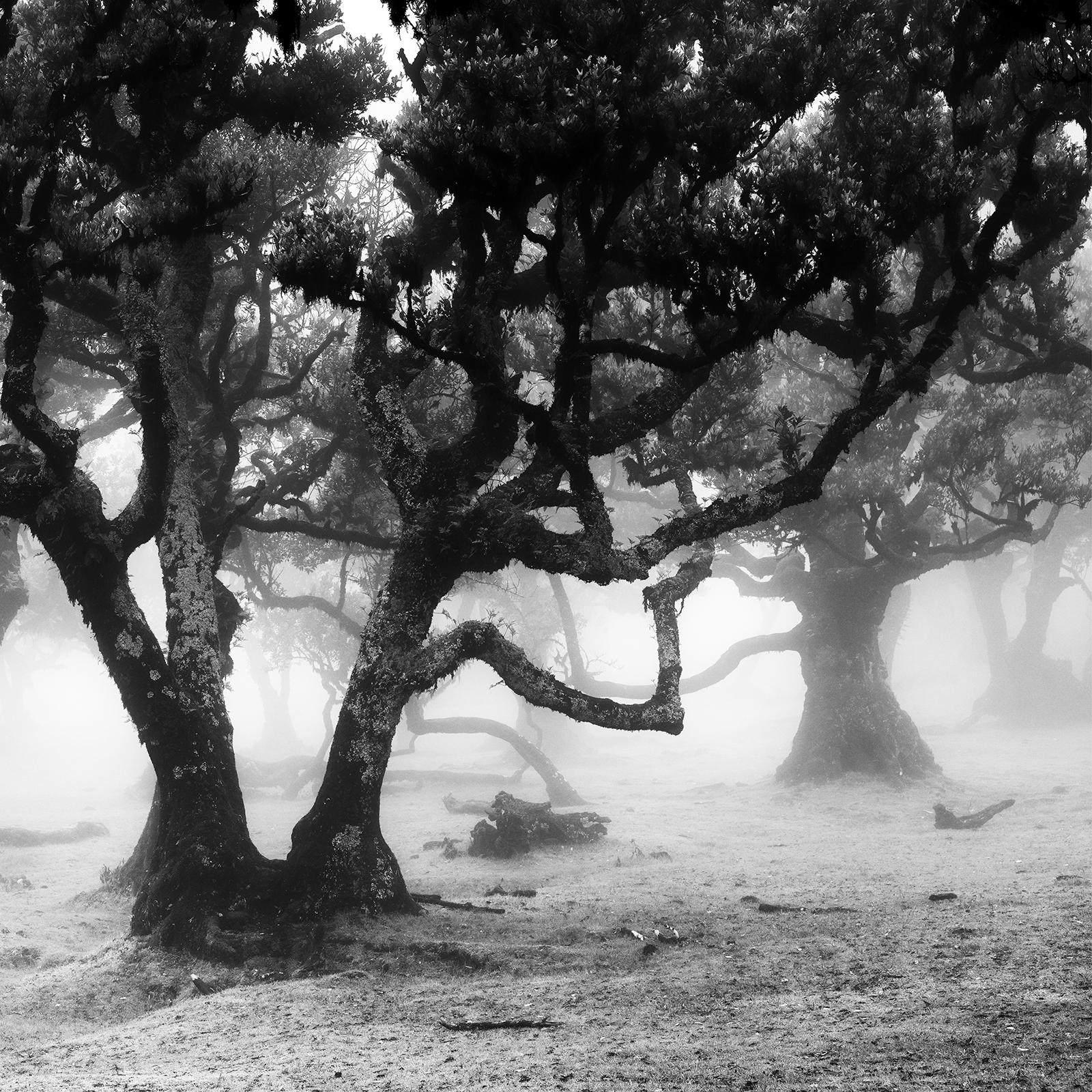 Ancient Laurisilva Forest, mystical Tree, black and white photography, landscape For Sale 6