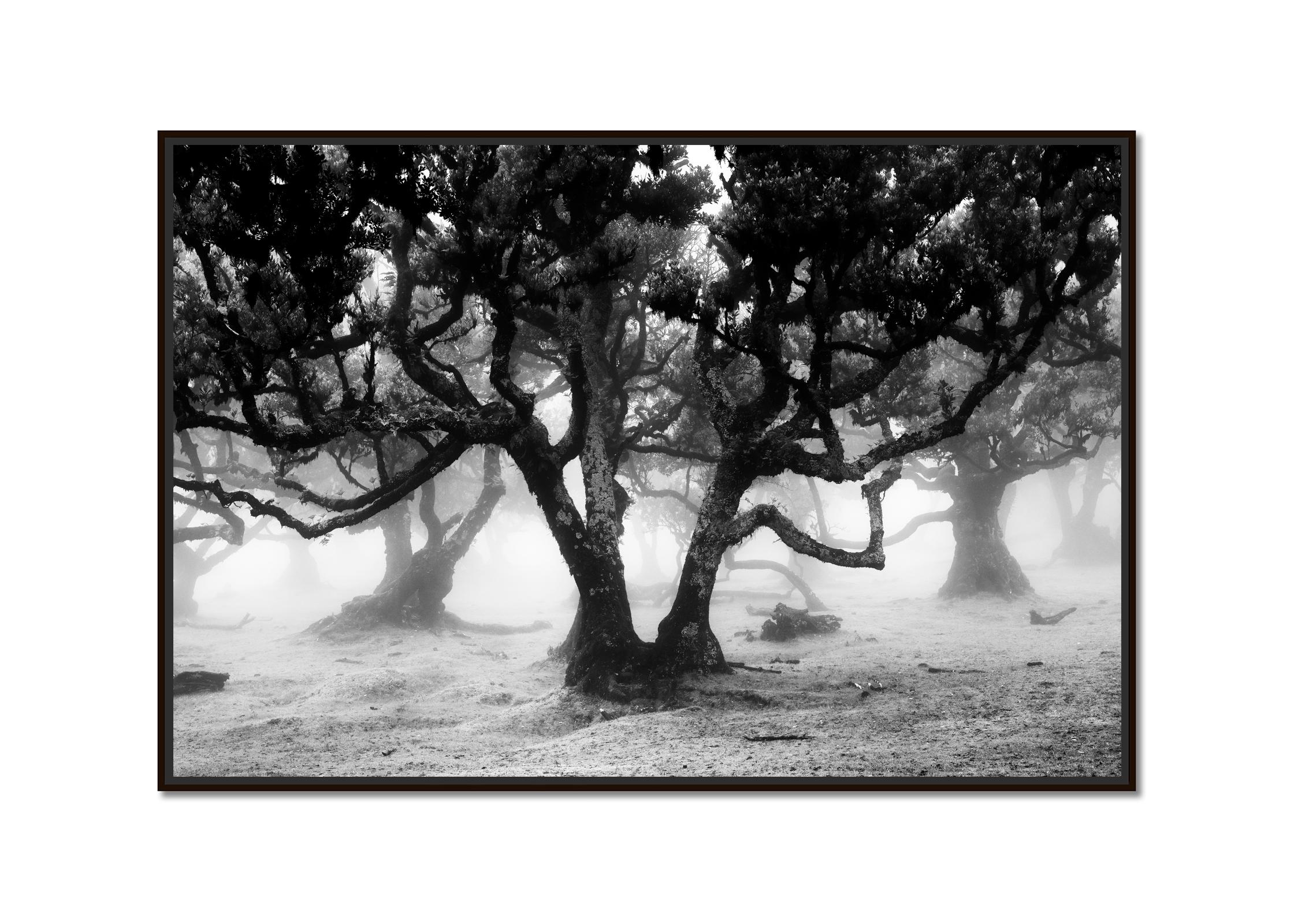 Ancient Laurisilva Forest, mystical Tree, black and white photography, landscape - Photograph by Gerald Berghammer