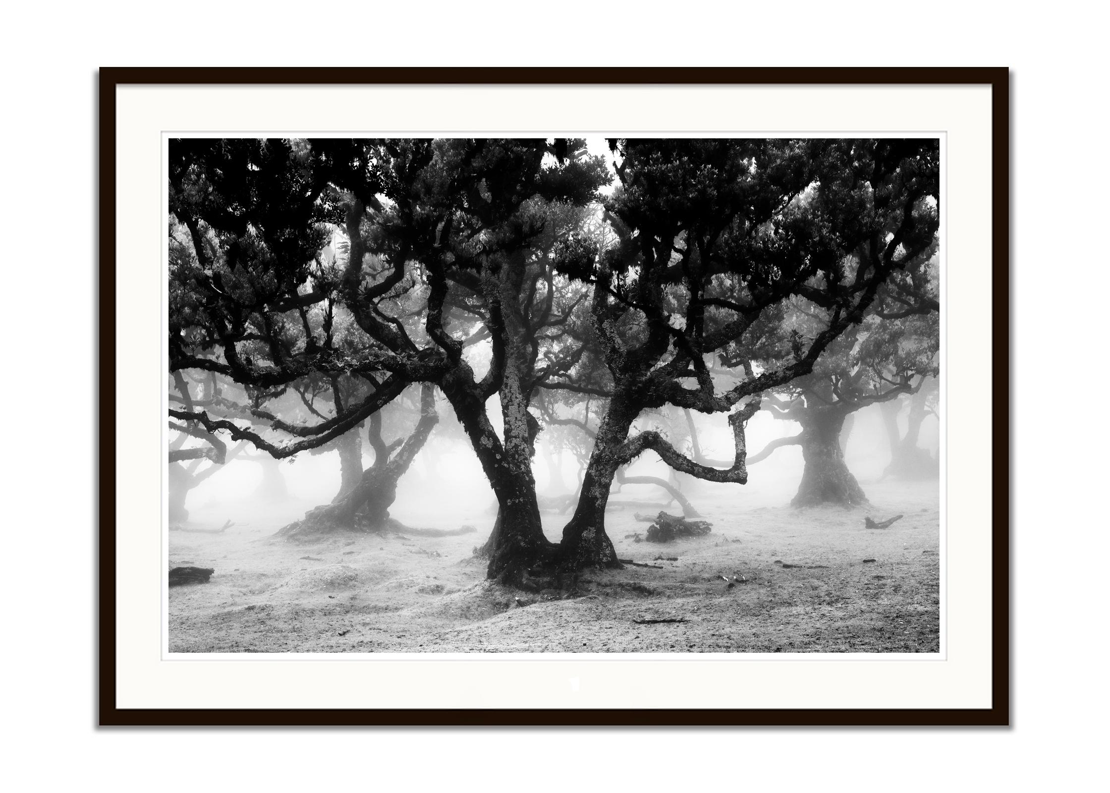 Ancient Laurisilva Forest, mystical Tree, black and white photography, landscape For Sale 1