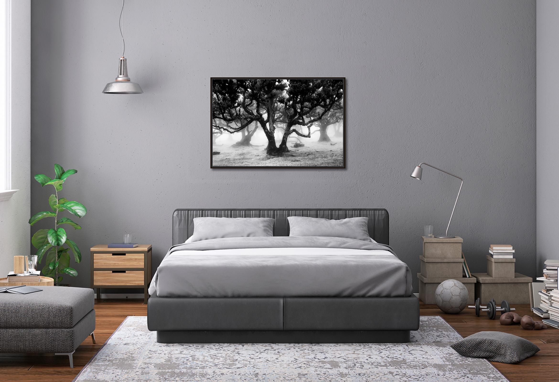 Ancient Laurisilva Forest, mystical Tree, black and white photography, landscape For Sale 2