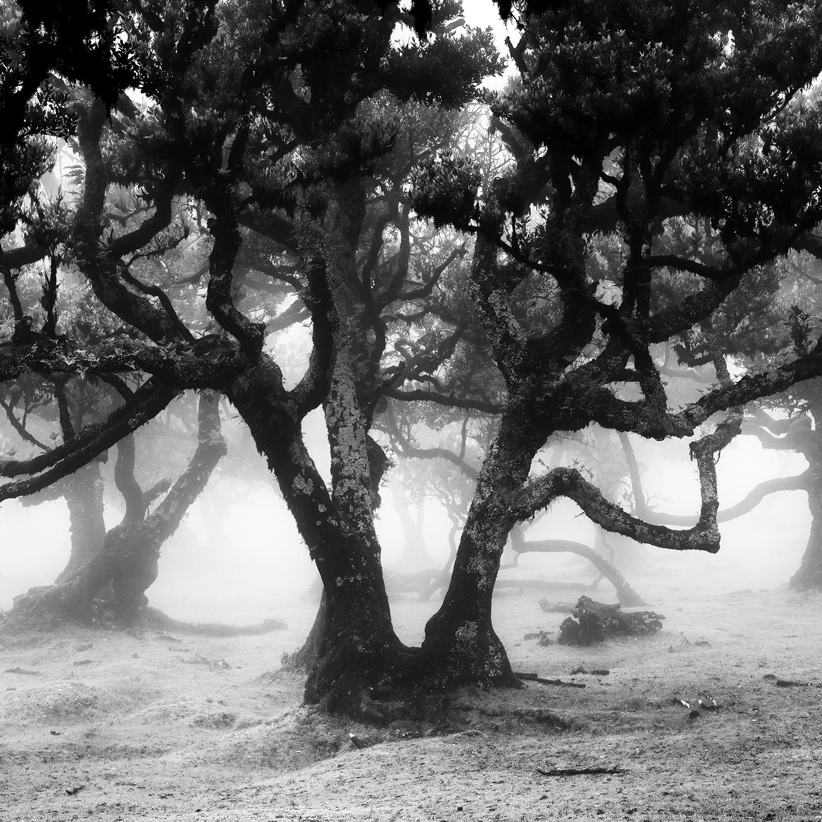 Ancient Laurisilva Forest, mystical Tree, black and white photography, landscape For Sale 5