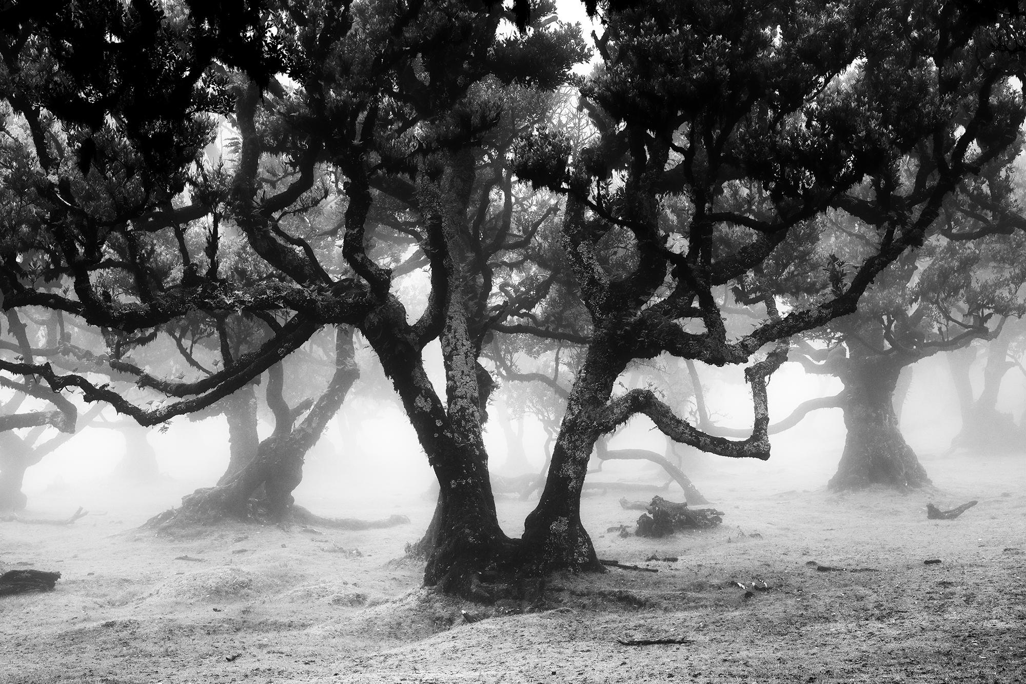 Ancient Laurisilva Forest, mystical Tree, black and white photography, landscape