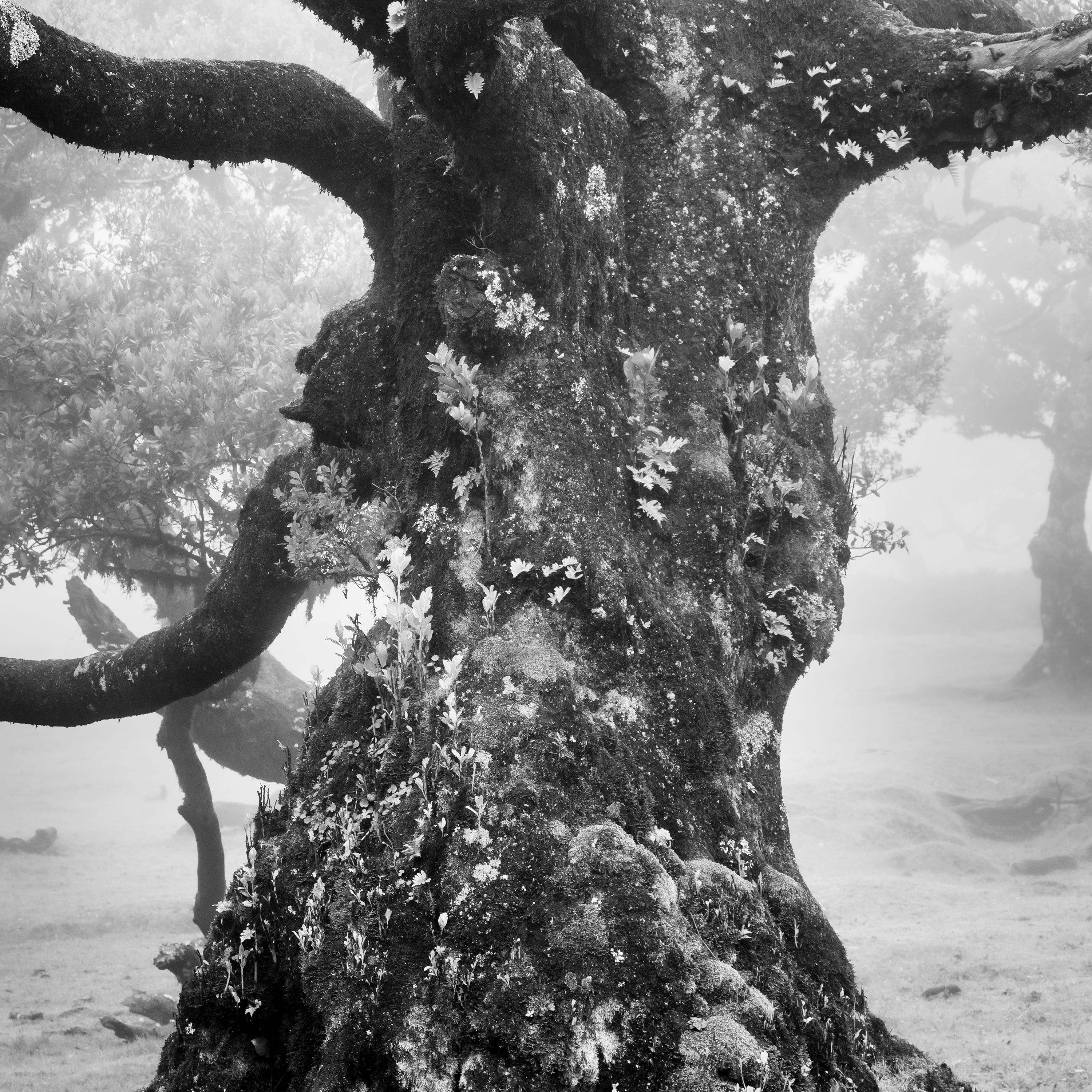 Ancient Laurisilva Forest, mystical Tree, fine art black and white photography For Sale 2