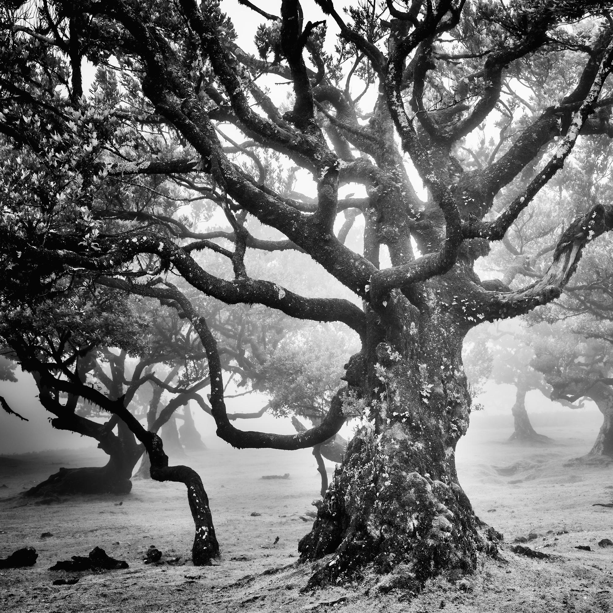Ancient Laurisilva Forest, mystical Tree, fine art black and white photography For Sale 2