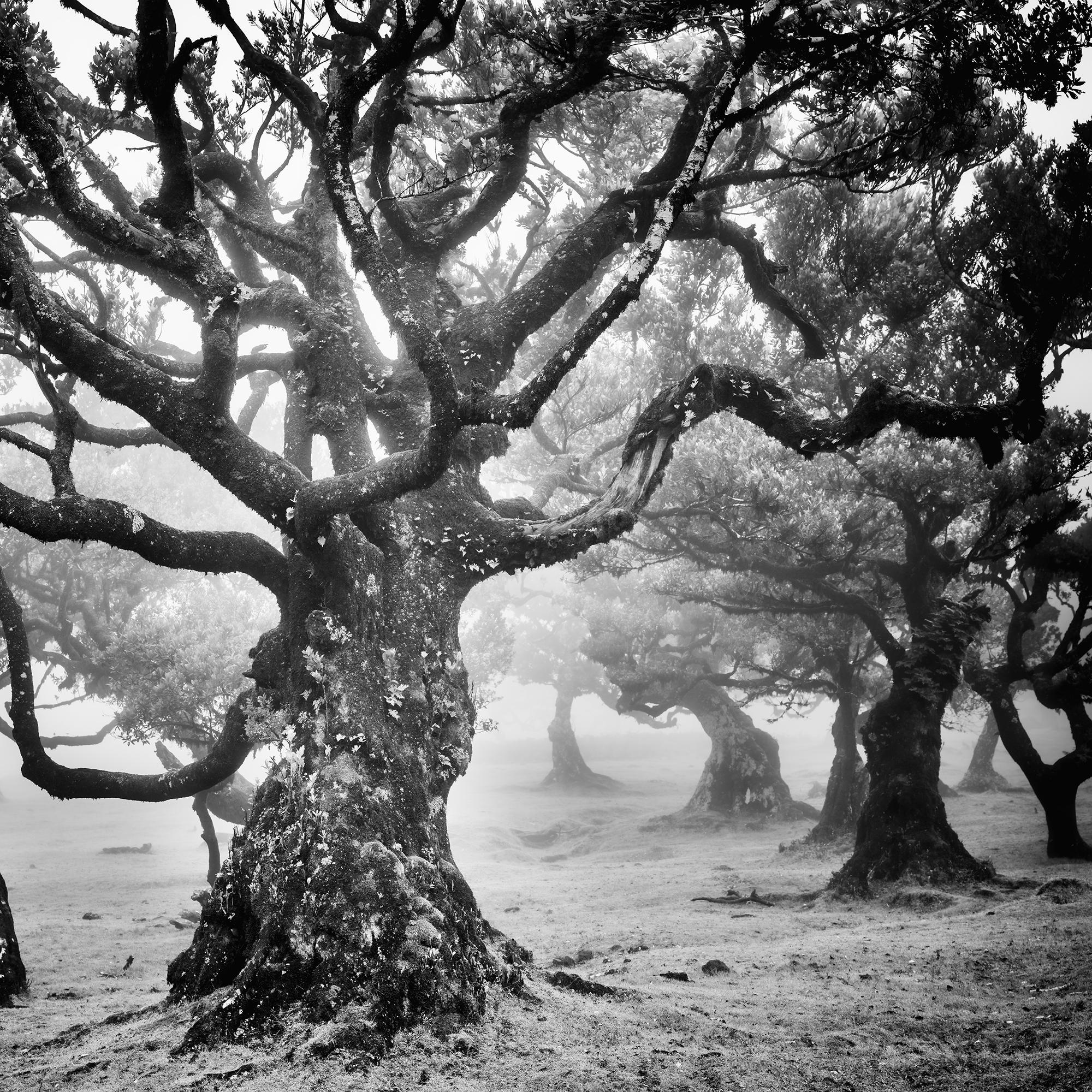 Ancient Laurisilva Forest, mystical Tree, fine art black and white photography For Sale 3