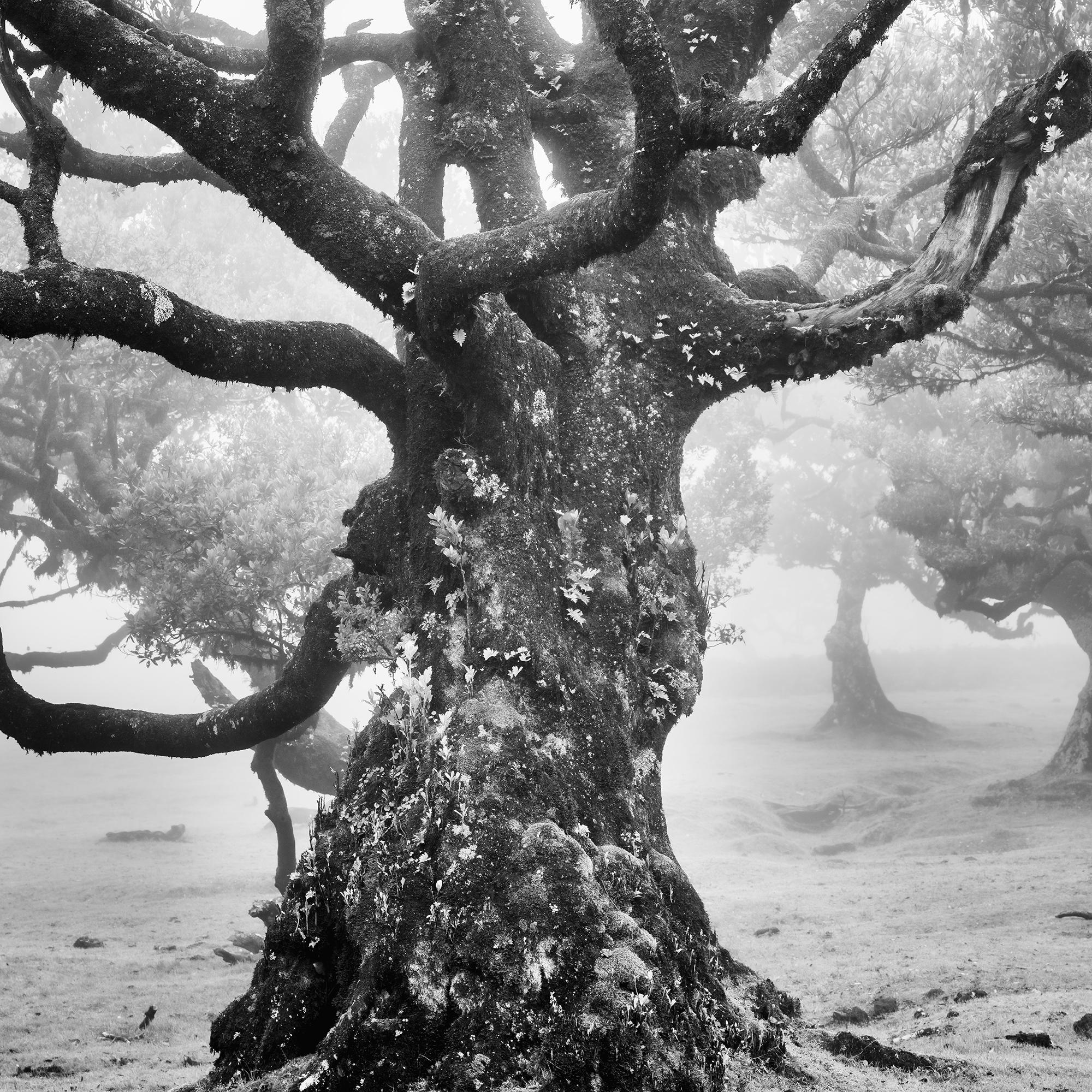 Ancient Laurisilva Forest, mystical Tree, fine art black and white photography For Sale 4