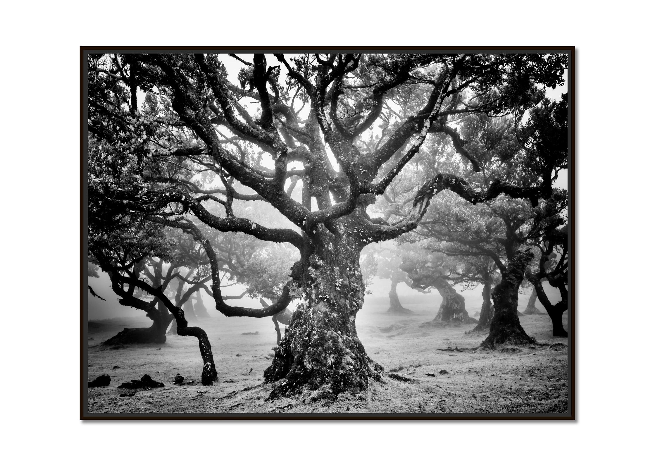 Ancienne forêt de Laurisilva, arbre mystique, photographie d'art en noir et blanc - Photograph de Gerald Berghammer