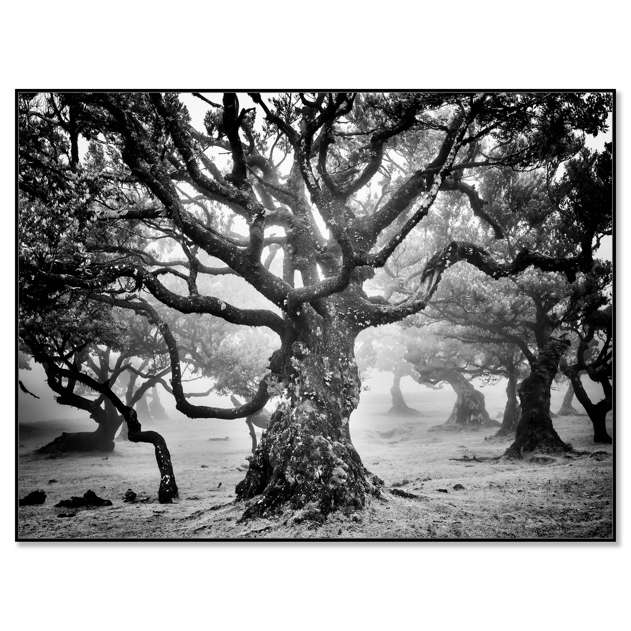 Ancient Laurisilva Forest, mystical Tree, fine art black and white photography - Photograph by Gerald Berghammer