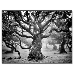 Ancient Laurisilva Forest, mystical Tree - fine art black and white photography