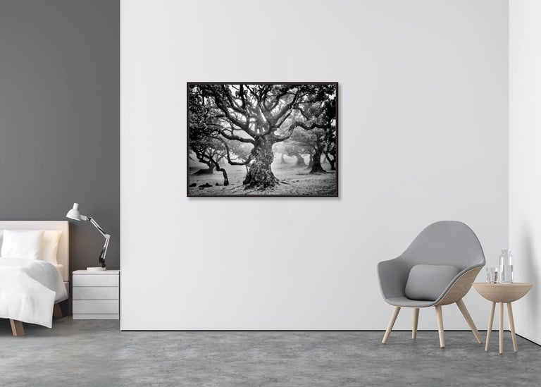 Ancient Laurisilva Forest, mystical Tree, fine art black and white photography - Contemporary Photograph by Gerald Berghammer