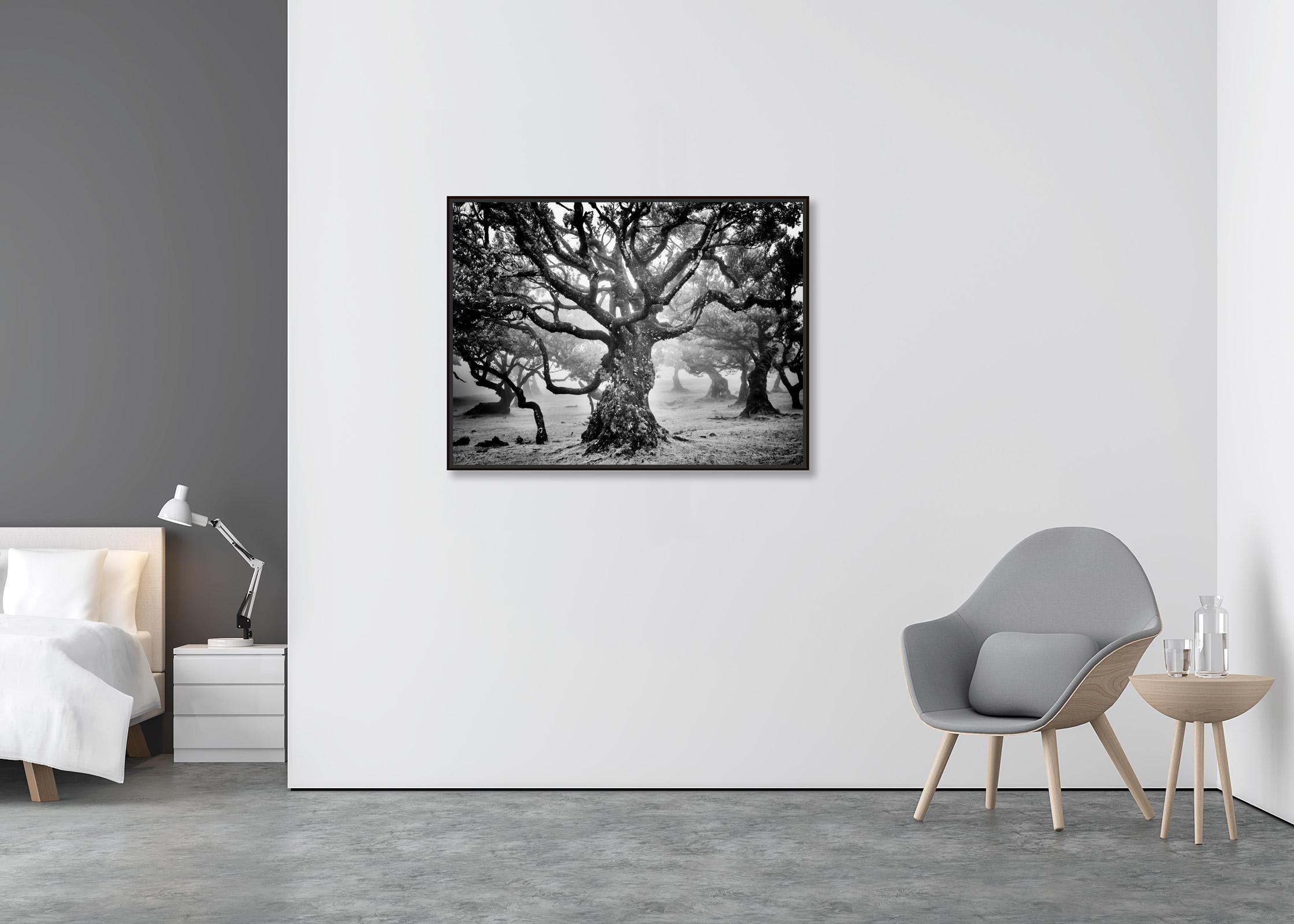 Antike Laurisilva-Wälder, mystische Baum, Schwarz-Weiß-Fotografie der bildenden Kunst (Zeitgenössisch), Photograph, von Gerald Berghammer