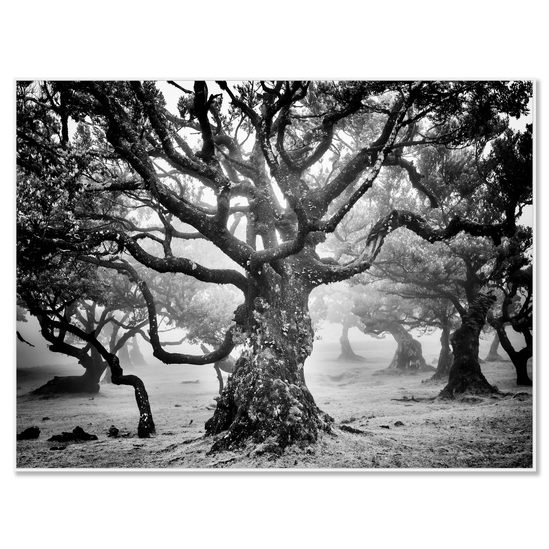 laurisilva tree