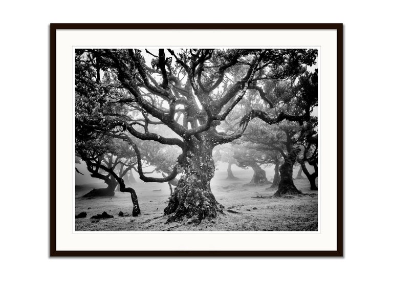 Ancient Laurisilva Forest, mystical Tree, fine art black and white photography - Black Landscape Photograph by Gerald Berghammer
