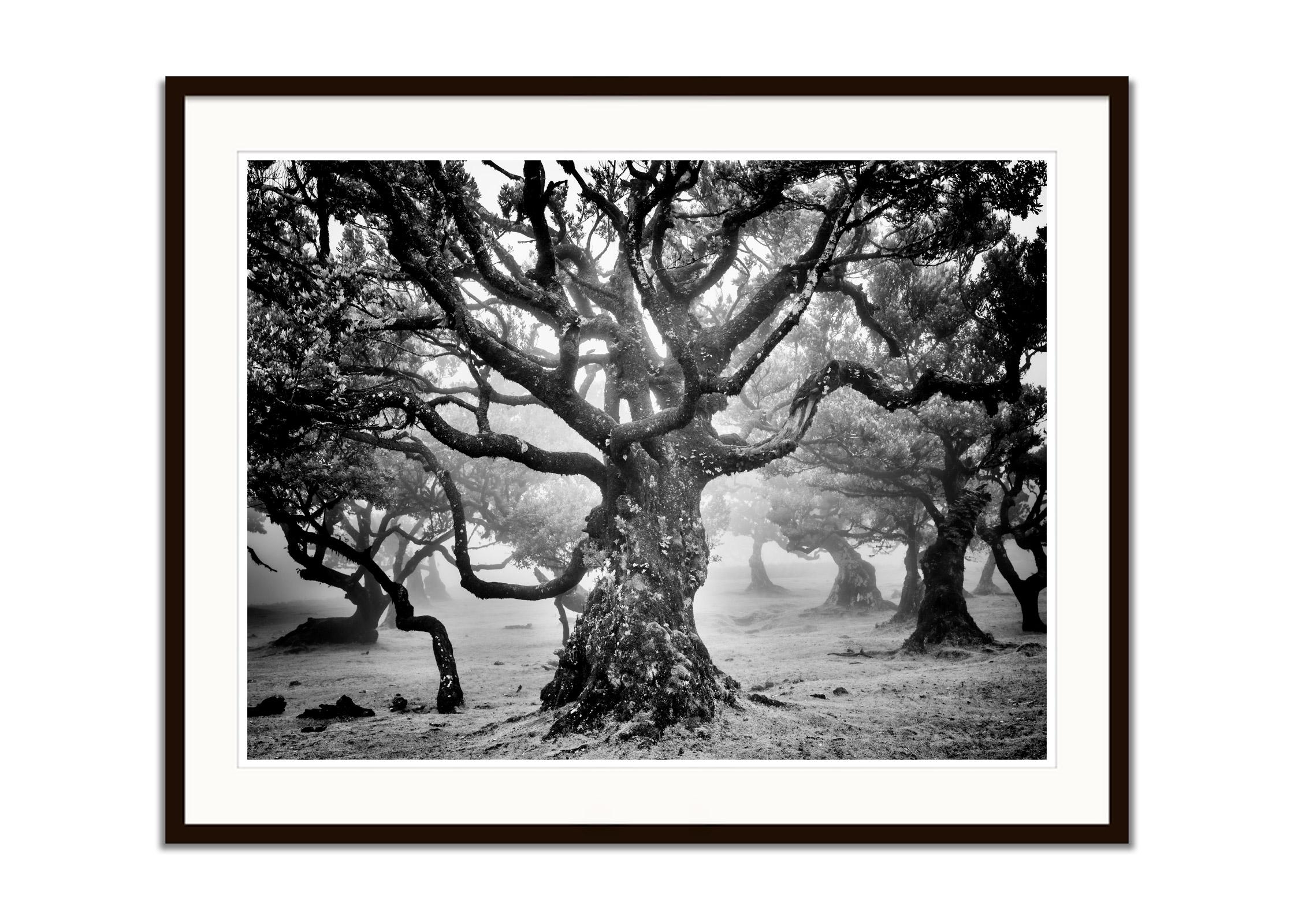 Ancienne forêt de Laurisilva, arbre mystique, photographie d'art en noir et blanc - Noir Landscape Photograph par Gerald Berghammer