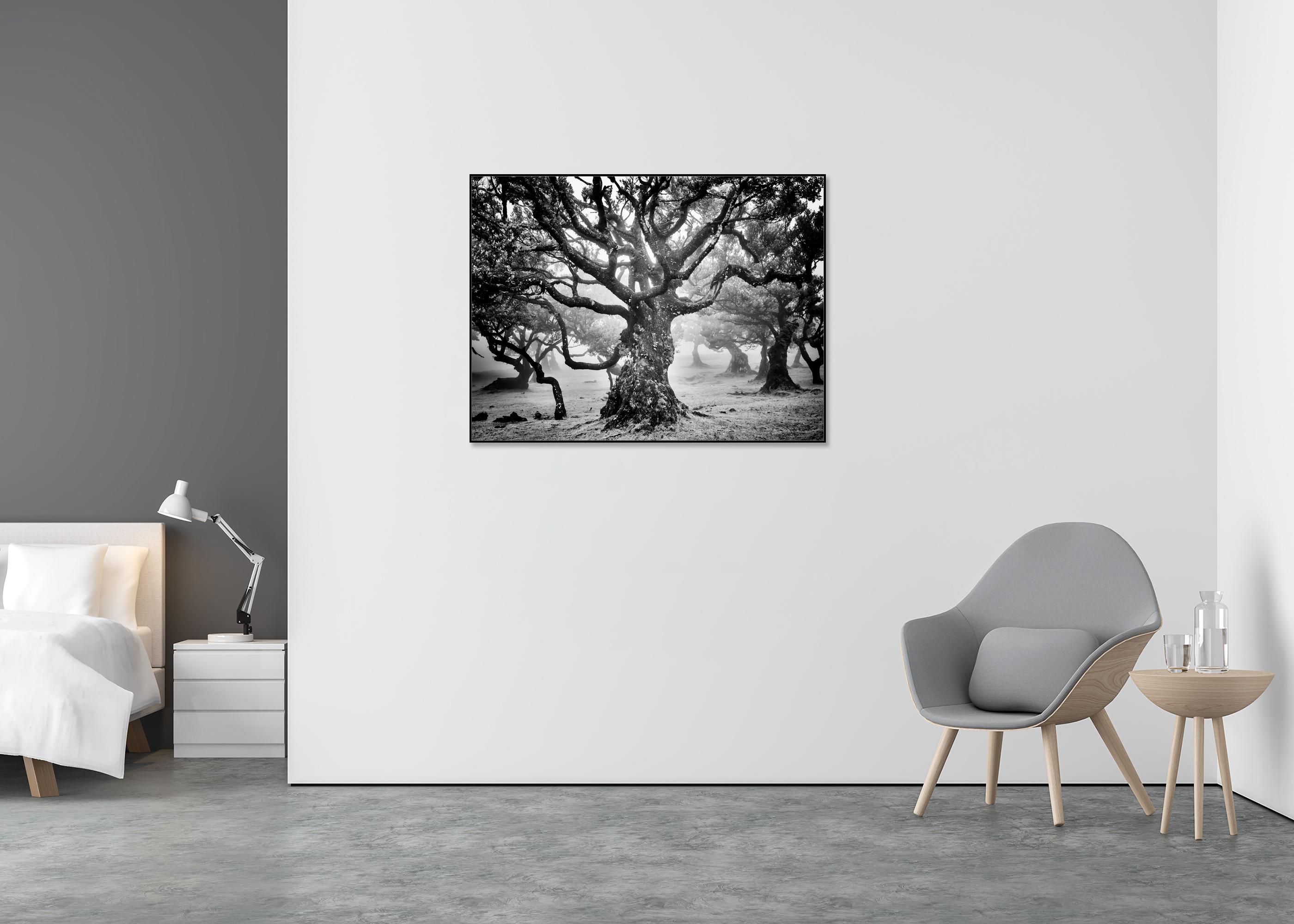mystical tree art