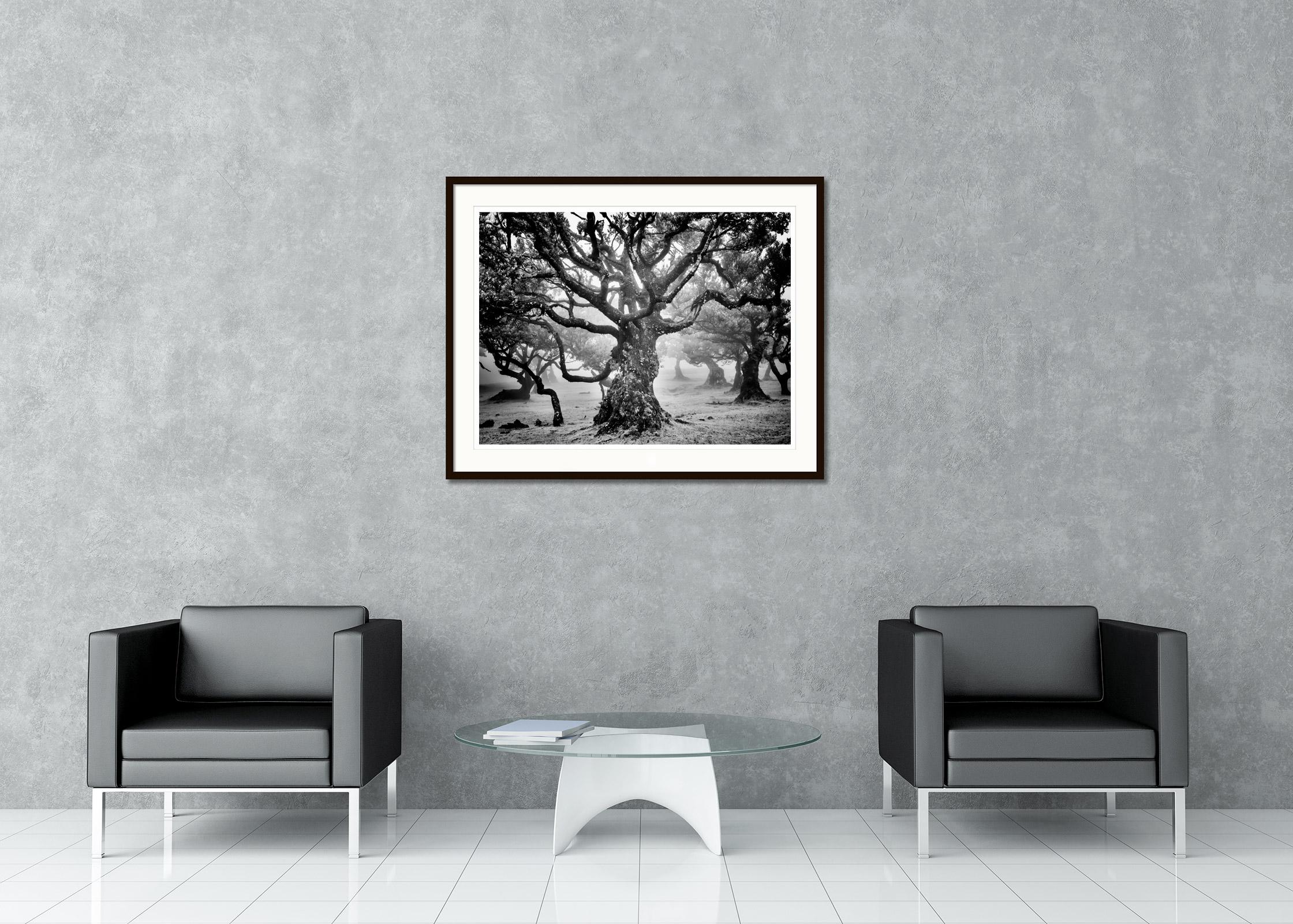 Antike Laurisilva-Wälder, mystische Baum, Schwarz-Weiß-Fotografie der bildenden Kunst im Angebot 1