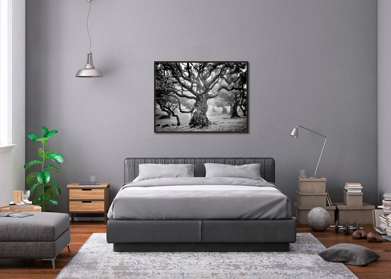 Ancient Laurisilva Forest, mystical Tree, fine art black and white photography For Sale 1