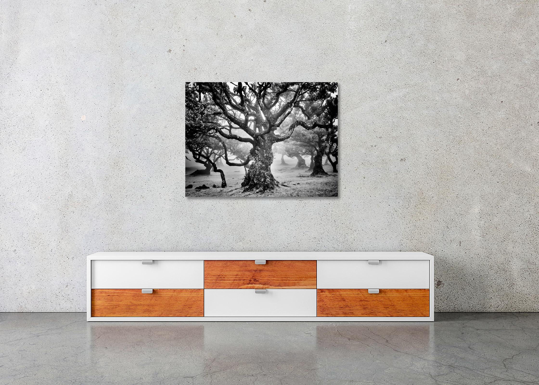 Ancienne forêt de Laurisilva, arbre mystique, photographie d'art en noir et blanc en vente 1