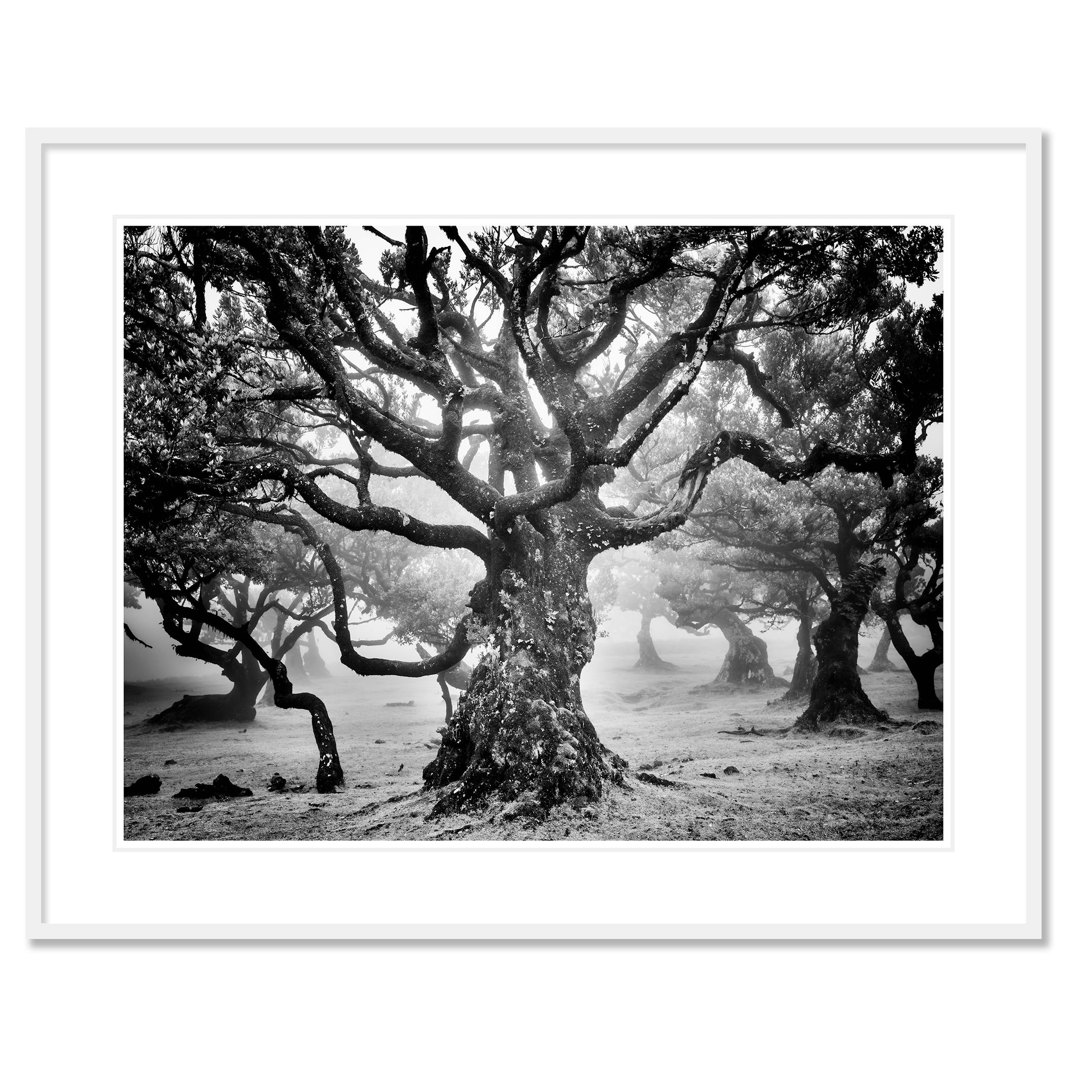 Ancient Laurisilva Forest, mystical Tree, fine art black and white photography - Contemporary Photograph by Gerald Berghammer