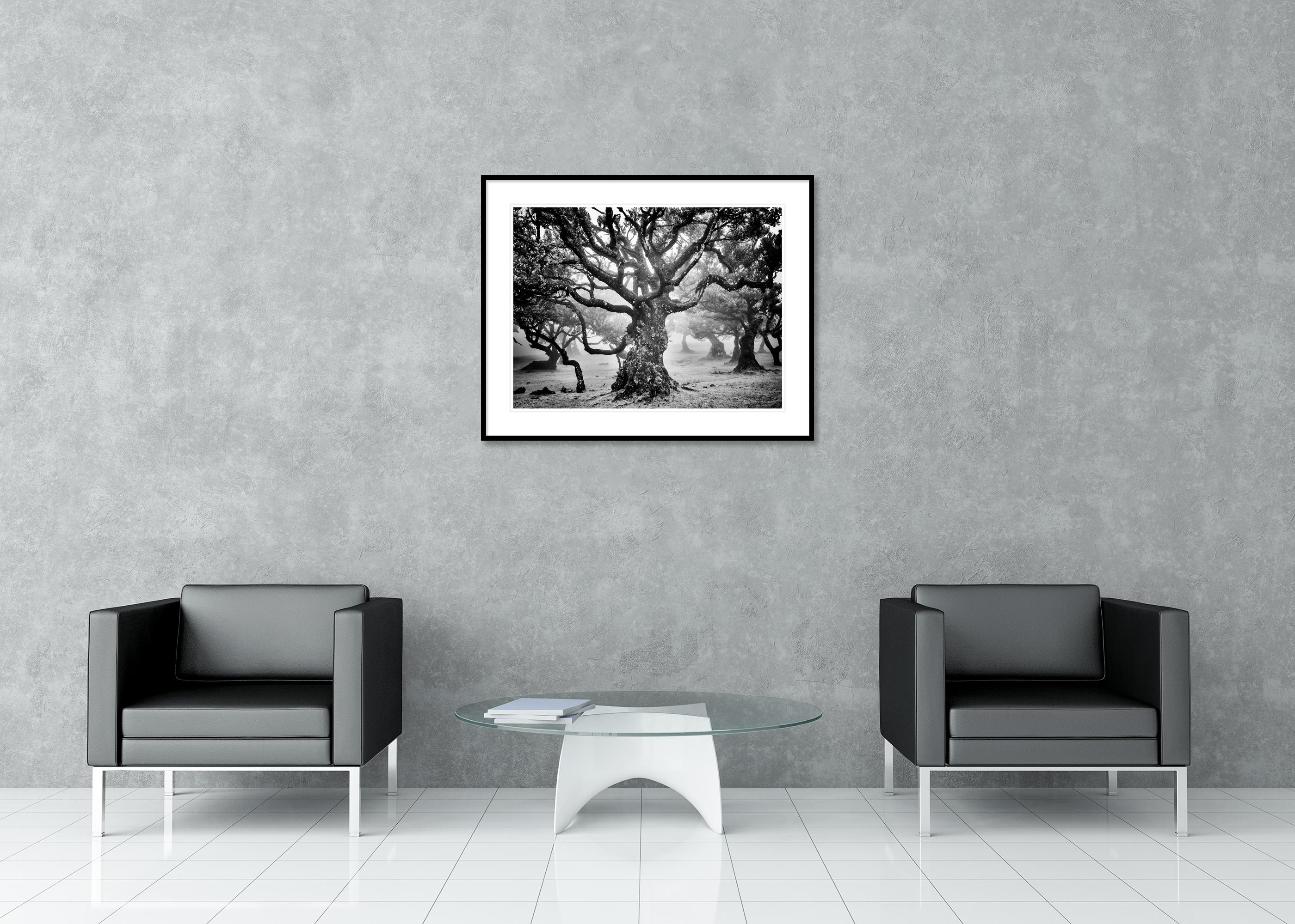 Ancient Laurisilva Forest, mystical Tree, fine art black and white photography - Black Landscape Photograph by Gerald Berghammer