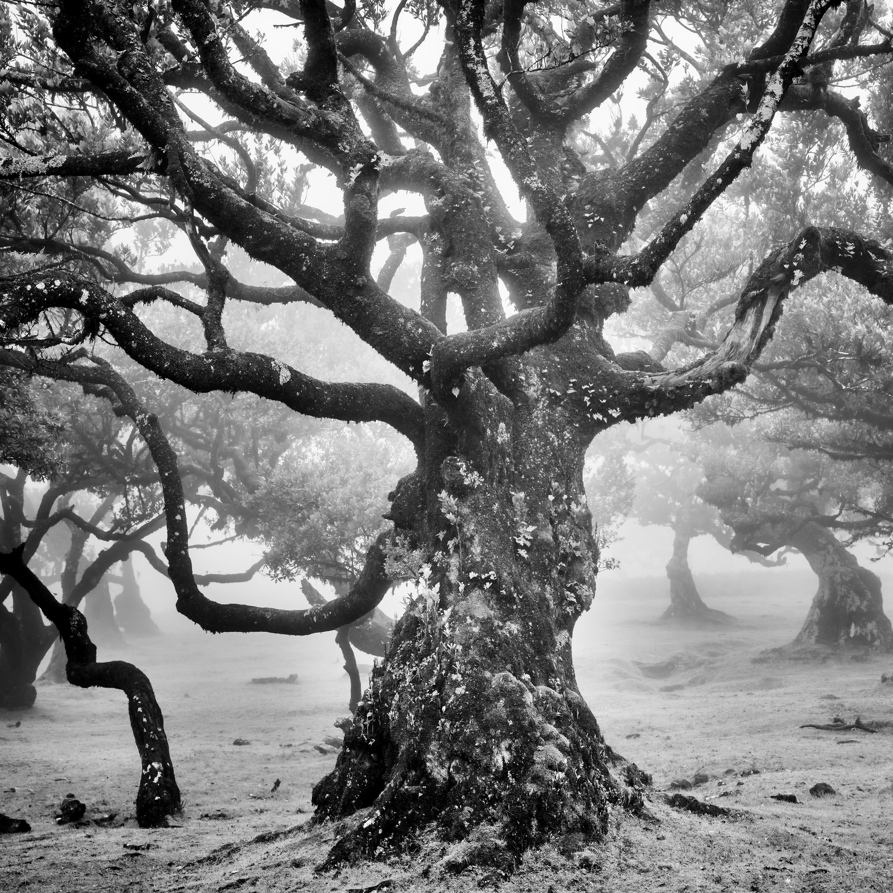 Ancienne forêt de Laurisilva, arbre mystique, photographie d'art en noir et blanc en vente 3
