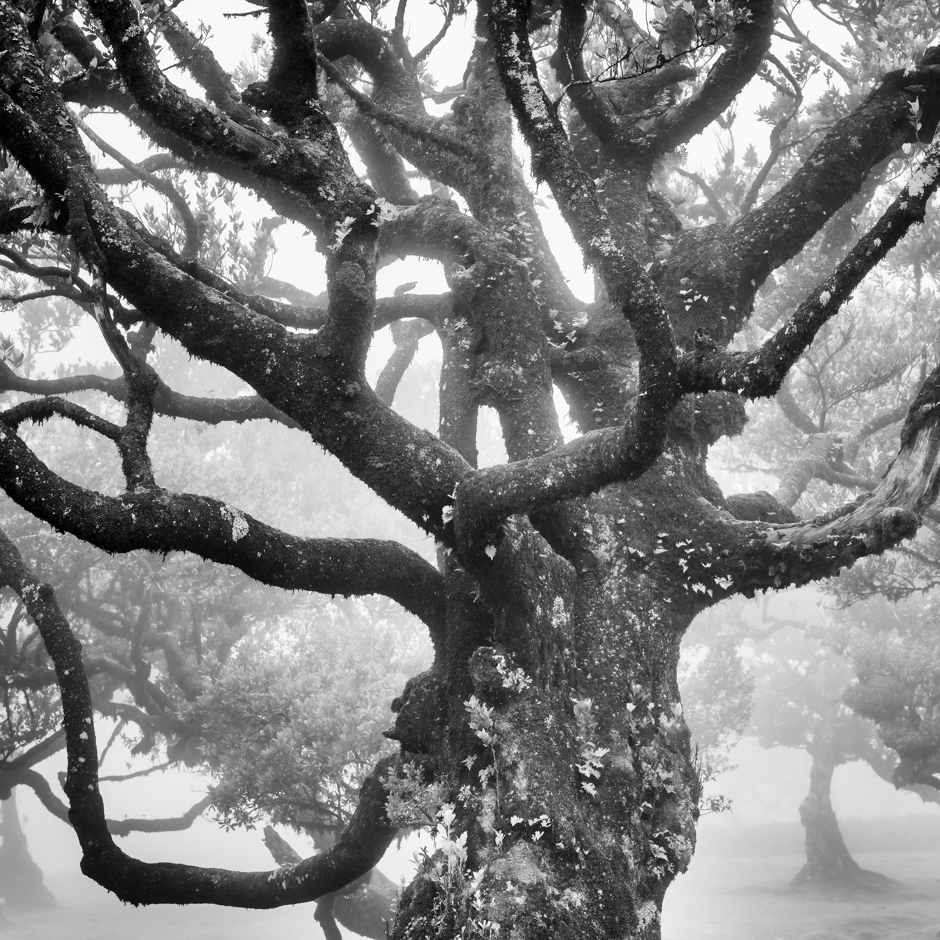 Ancient Laurisilva Forest, mystical Tree, fine art black and white photography For Sale 1