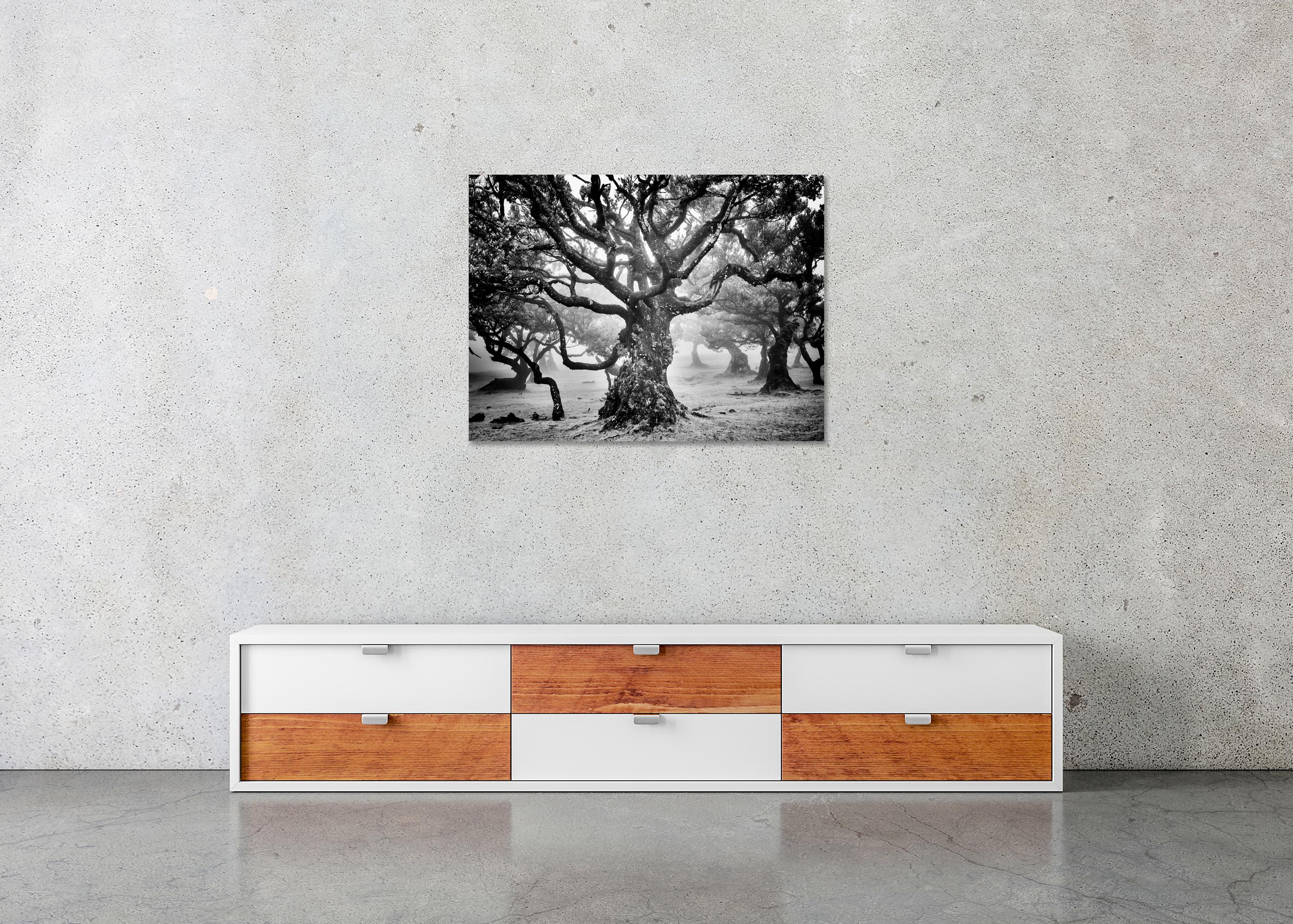 Ancient Laurisilva Forest, mystical Tree, fine art black and white photography For Sale 1