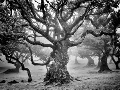 Ancient Laurisilva Forest, mystical Tree, fine art black and white photography