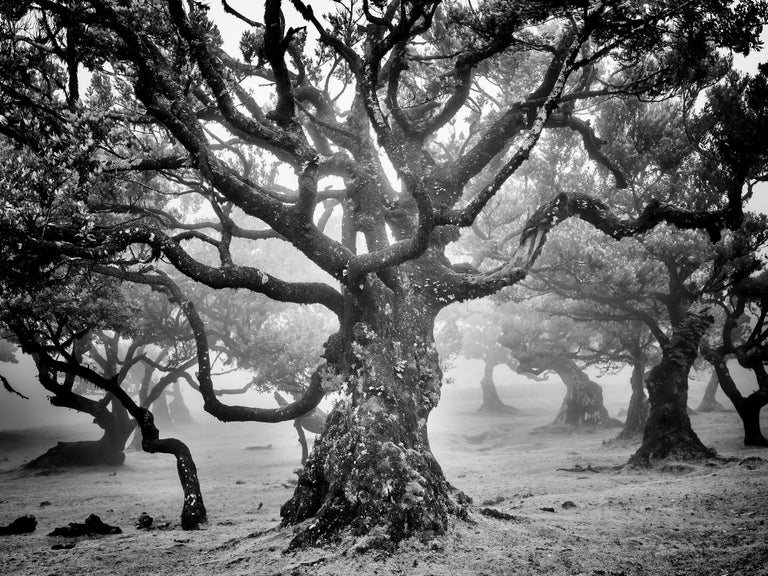 Gerald Berghammer Landscape Photograph - Ancient Laurisilva Forest, mystical Tree, fine art black and white photography