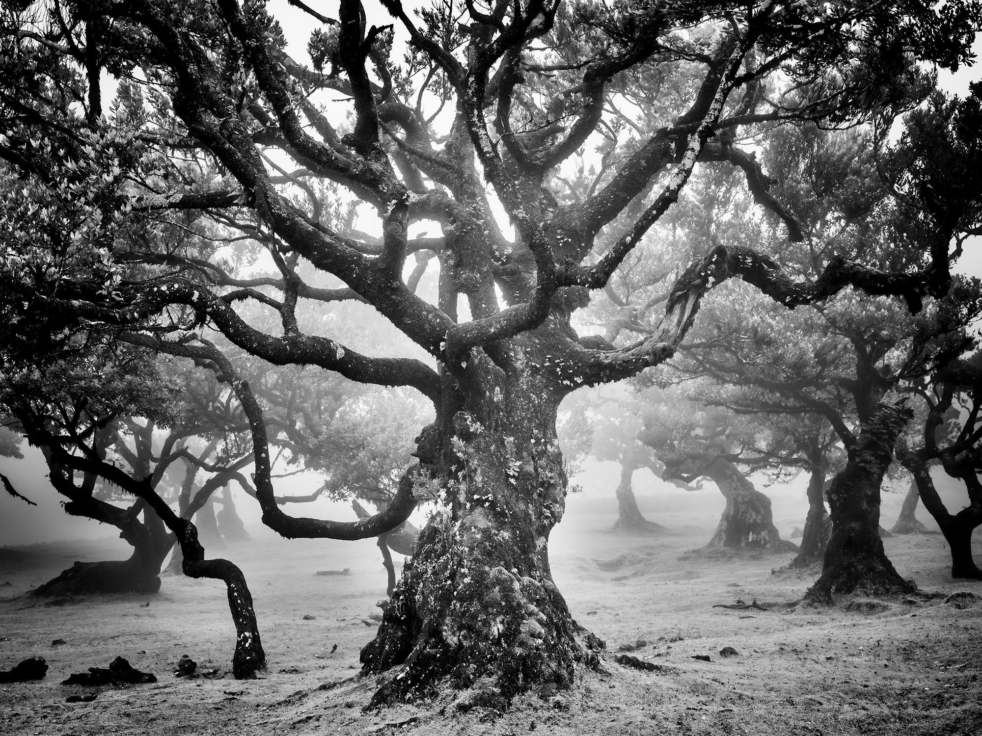 Ancienne forêt de Laurisilva, arbre mystique, photographie d'art en noir et blanc