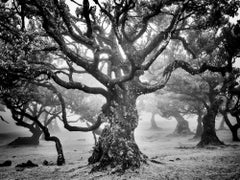 Ancient Laurisilva Forest, mystical Tree, fine art black and white photography