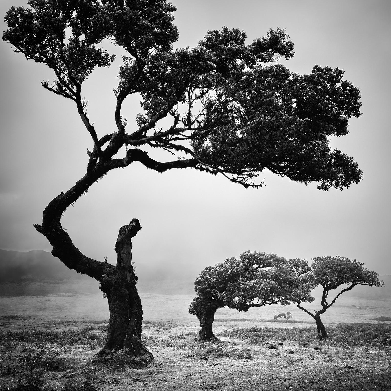 Black and white fine art landscape photography. Mystical forest with bent trees and cows in fog, Fanal, Madeira, Portugal. Archival pigment ink print, edition of 5. Signed, titled, dated and numbered by artist. Certificate of authenticity included.