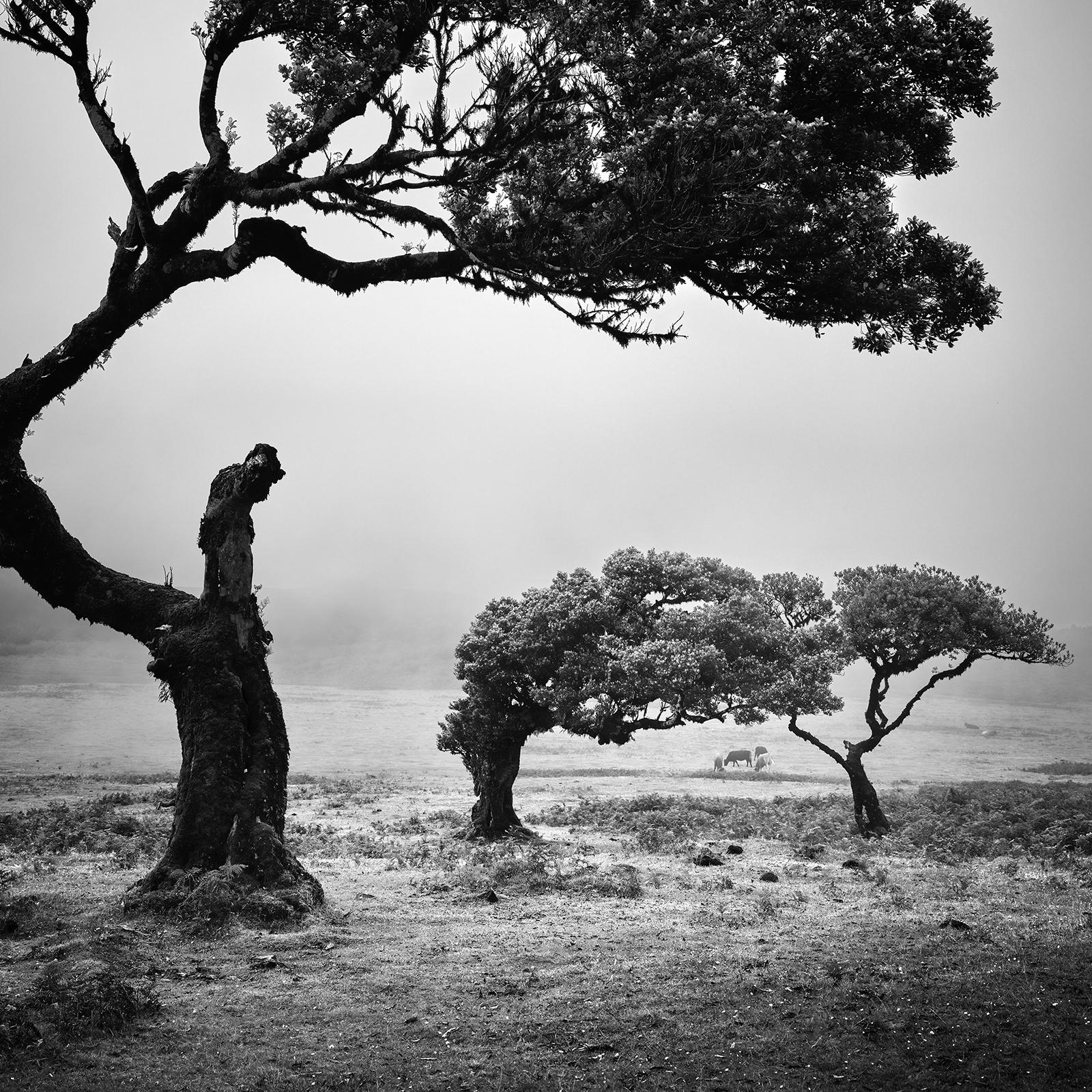 Ancient Laurisilva Forest, mystical Trees, black and white landscape photography For Sale 1